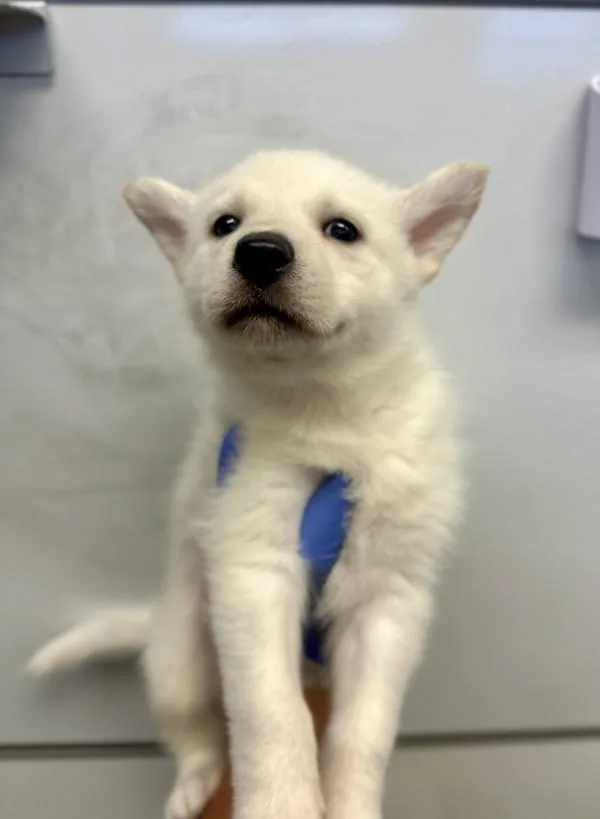 A baby large-sized female Siberian Husky dog named Agatha for adoption in Victorville, CA
