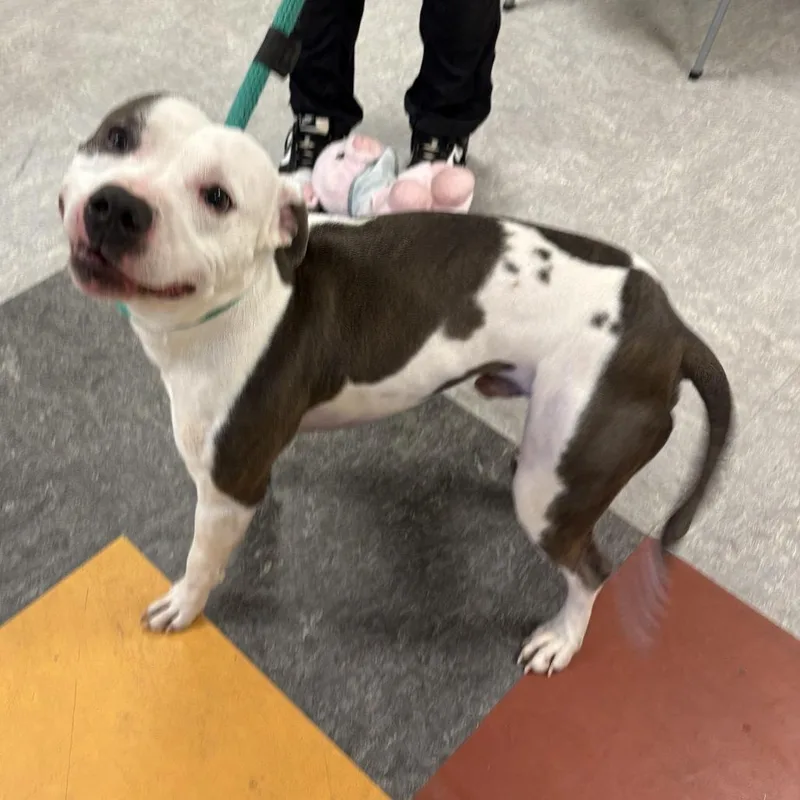 An adult medium-sized male White / Cream Mixed Breed dog named Jacob for adoption in Philadelphia, PA