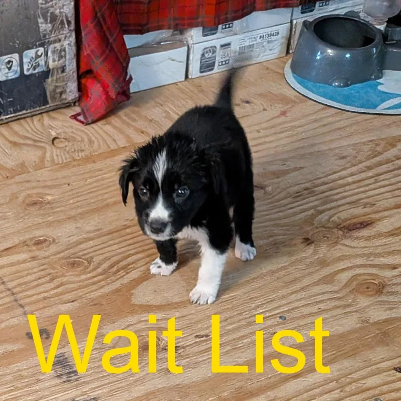 A baby medium-sized male Black Border Collie dog named Dexter for adoption in Livingston, TX