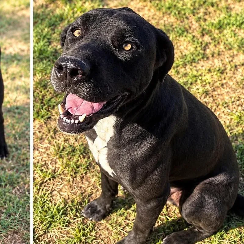 An adult large-sized male Black Retriever dog named Asher for adoption in Hackett, AR