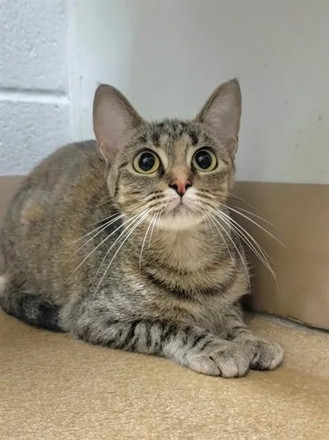 A young medium-sized female Domestic Short Hair cat named Catamari for adoption in Saint Peters, MO