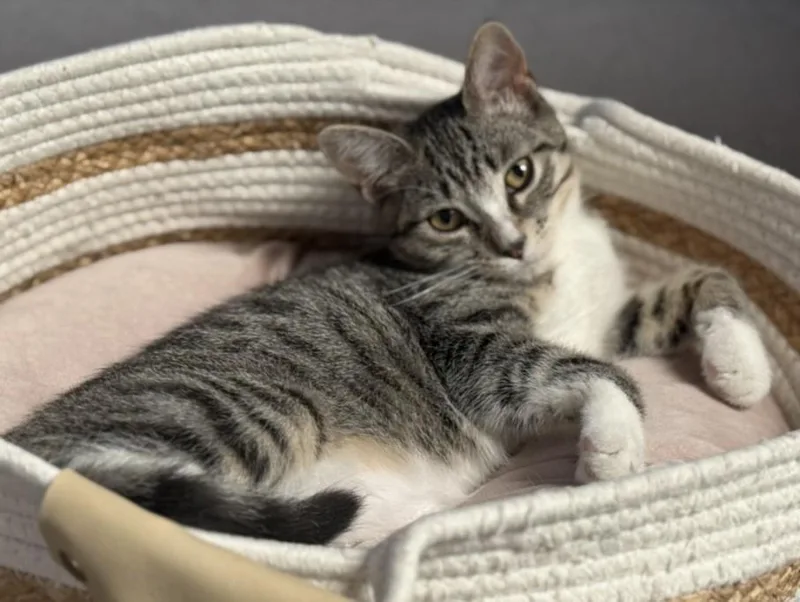 A young small-sized female Domestic Short Hair cat named Zoey for adoption in Burbank, CA
