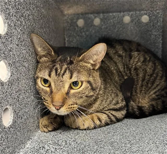 An adult large-sized male Domestic Short Hair cat named Parker for adoption in Naples, FL