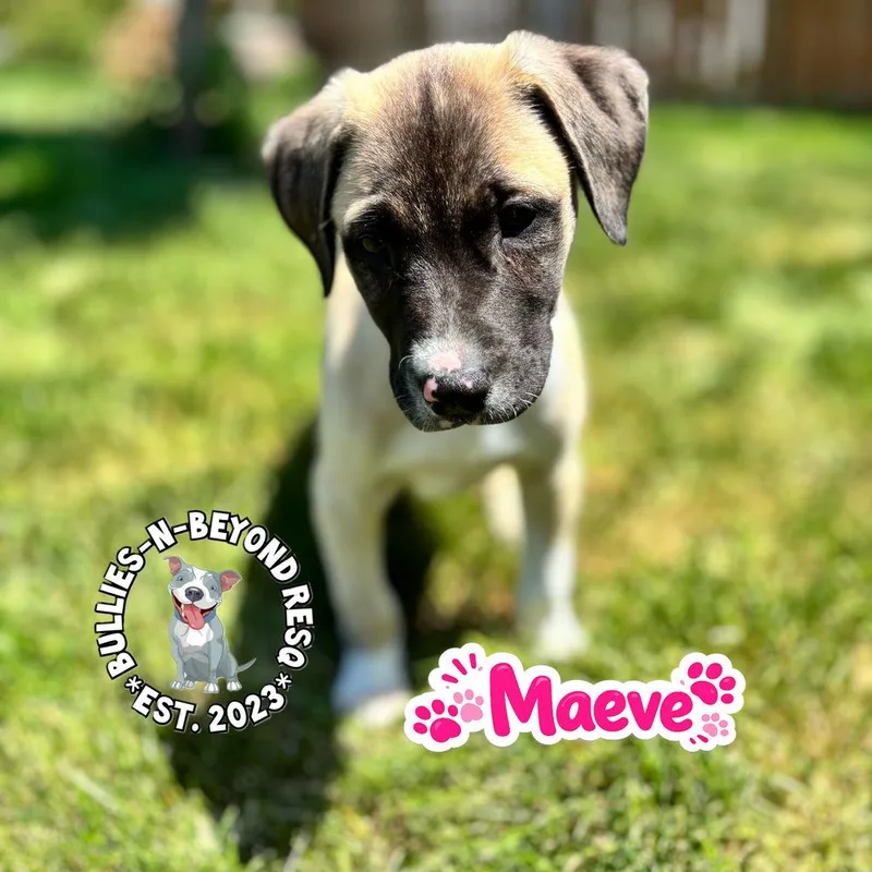The M Litter; Maeve thumbnail 2