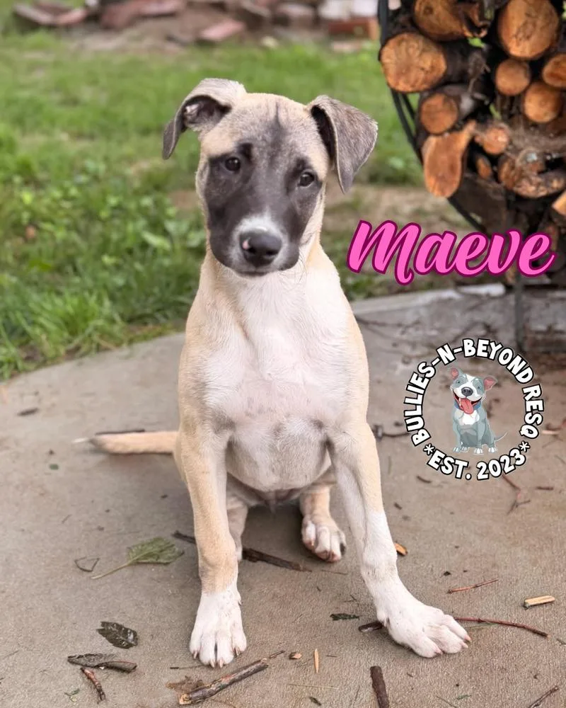 The M Litter; Maeve thumbnail 3