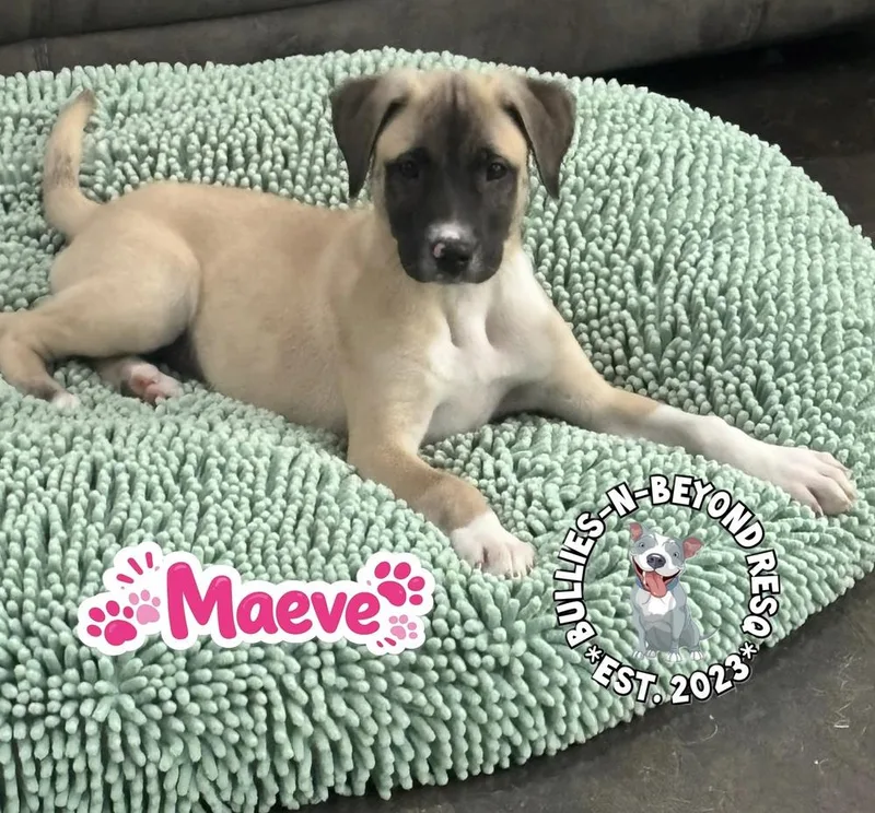The M Litter; Maeve thumbnail 5