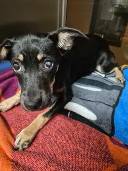 A young small-sized male Terrier dog named Pen for adoption in Lawrenceville, GA