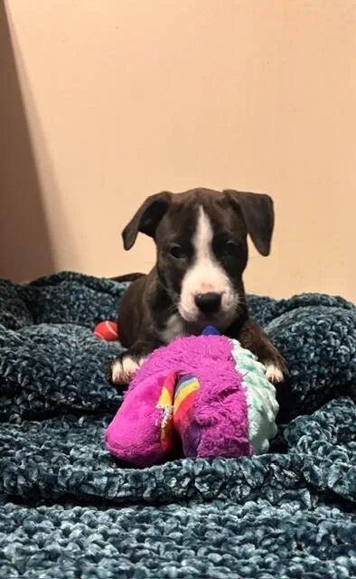 A baby medium-sized male Terrier dog named Bog for adoption in Cortland, NY