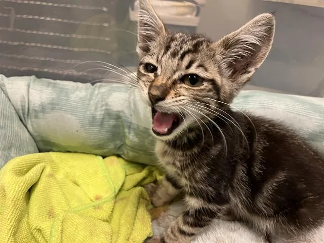 A baby small-sized female Domestic Short Hair cat named Wima for adoption in Long Beach, CA