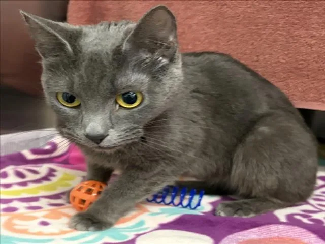 A young medium-sized female Domestic Short Hair cat named Pretzel for adoption in Derwood, MD