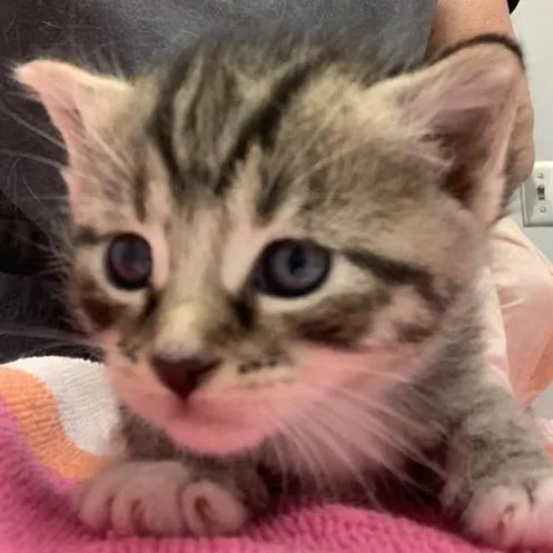 A baby small-sized female Brown / Chocolate Domestic Short Hair cat named Alabama for adoption in Jacksonville, FL