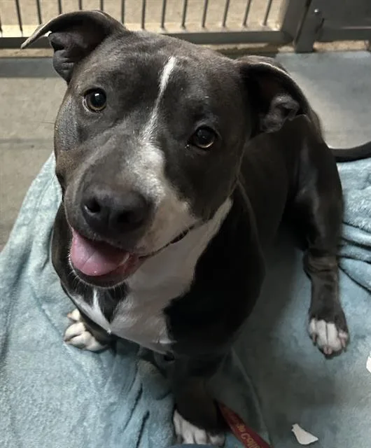 A young medium-sized female Staffordshire Bull Terrier dog named Peppermint Patty for adoption in Santa Cruz, CA