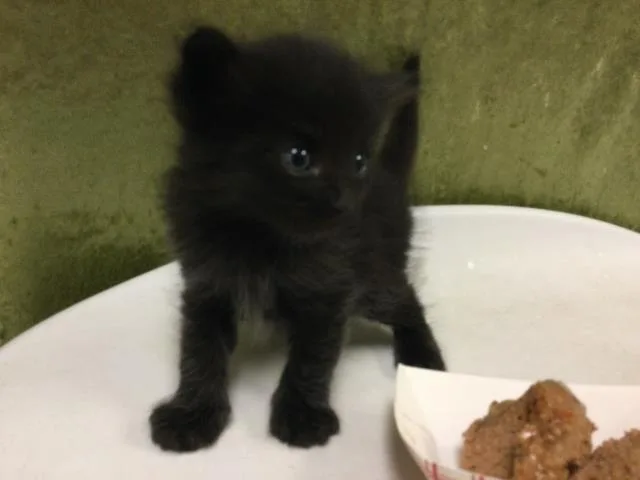 A baby small-sized male Domestic Short Hair cat named Spooky for adoption in Riverside, CA