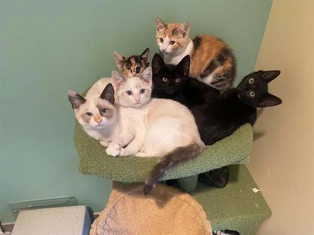 A baby small-sized female Domestic Short Hair cat named Meowdonna for adoption in Tustin, CA