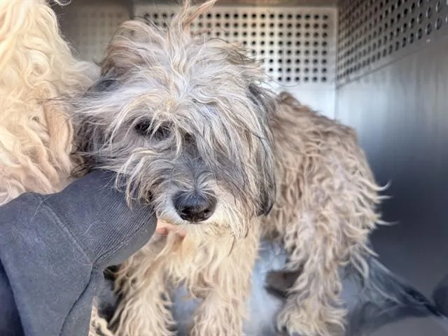 A young small-sized female Maltese dog named Sundae for adoption in Phoenix, AZ