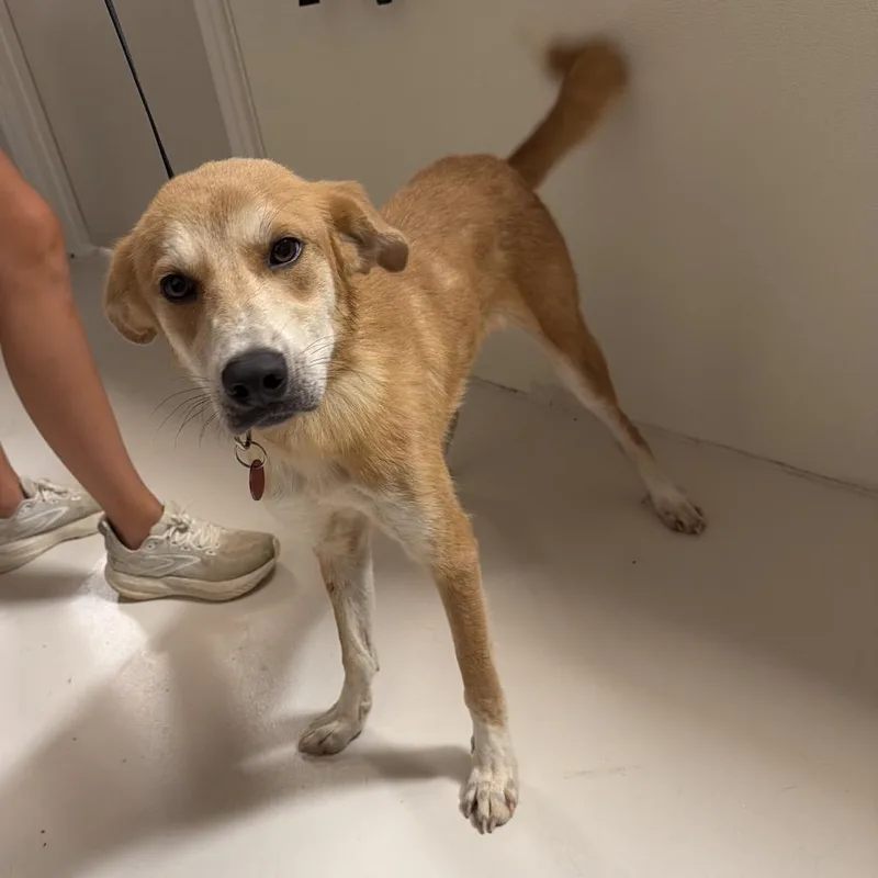 A young medium-sized female Golden Mixed Breed dog named Sammy for adoption in Saint Louis, MO