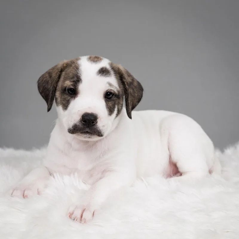 Buttered Popcorn thumbnail 2