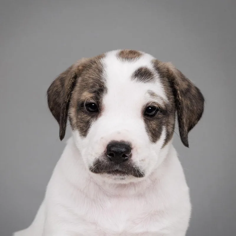 Buttered Popcorn thumbnail 3