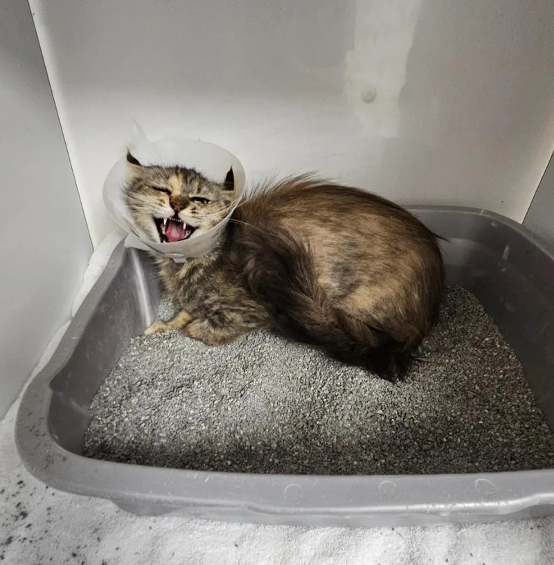 A young medium-sized female Domestic Medium Hair cat named Martha for adoption in Wabash, IN