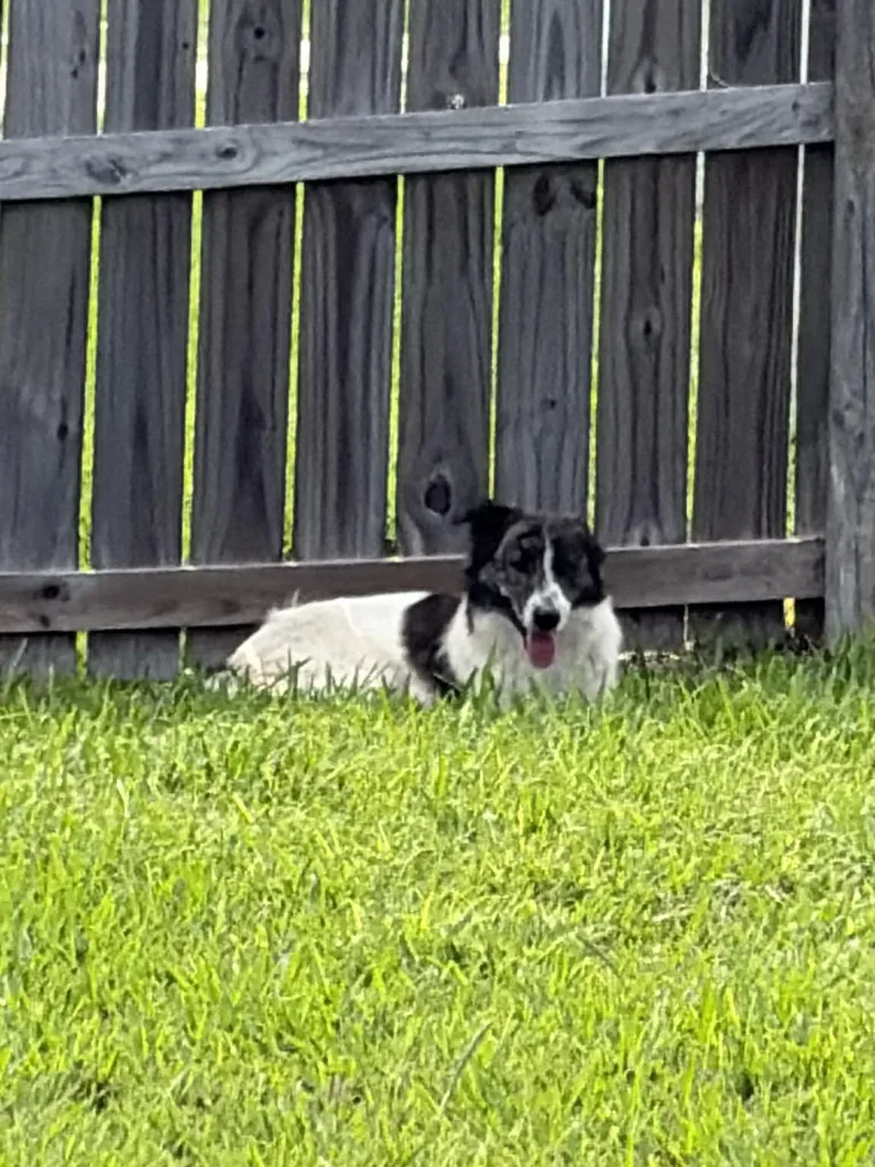 A baby large-sized female Great Pyrenees dog named Molly for adoption in Gainesville, VA