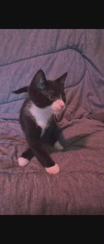 An adult small-sized male Domestic Short Hair cat named Taylor for adoption in Berwick, PA