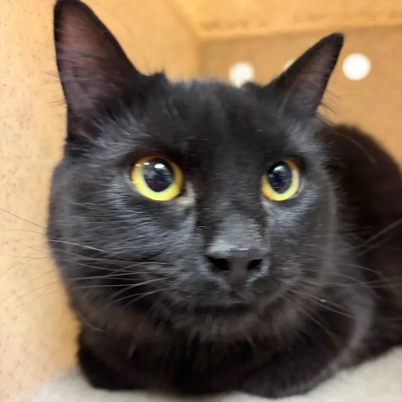 A young large-sized female Black Domestic Short Hair cat named Miss Murphy for adoption in Reno, NV