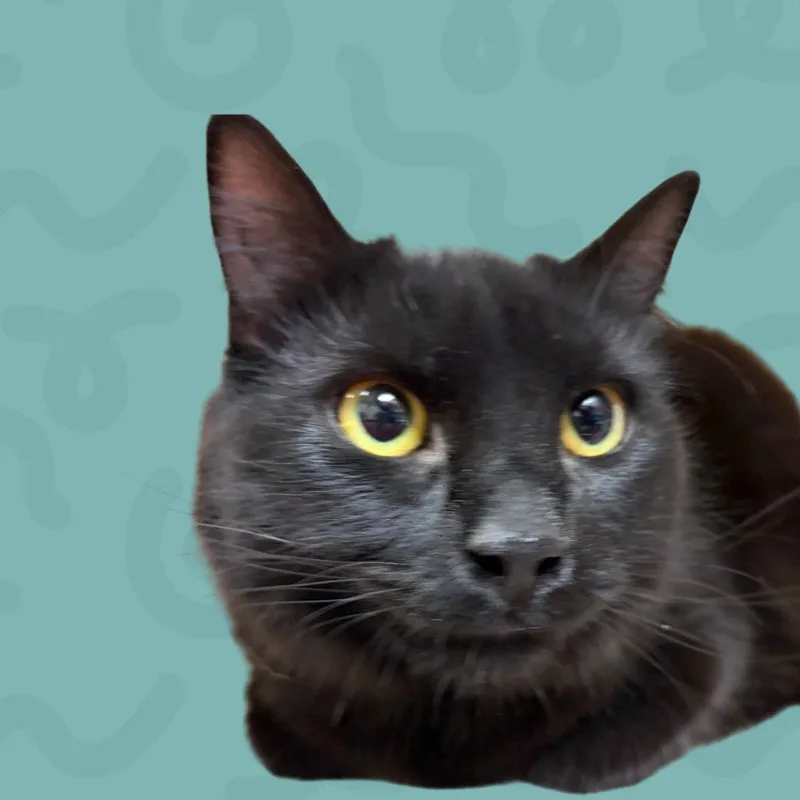 Miss Murphy thumbnail 2