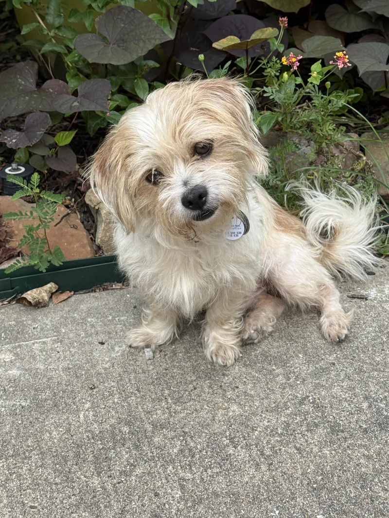 A young small-sized male Maltese dog named Melvin for adoption in Houston, TX