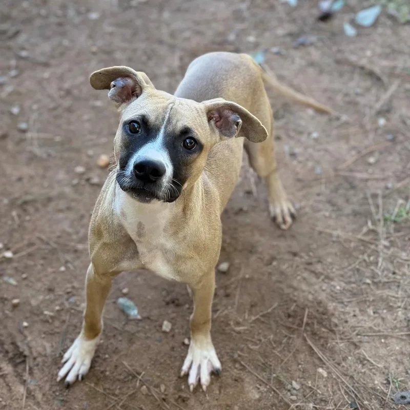 A young medium-sized male Mixed Breed dog named Bolt for adoption in Summerdale, AL