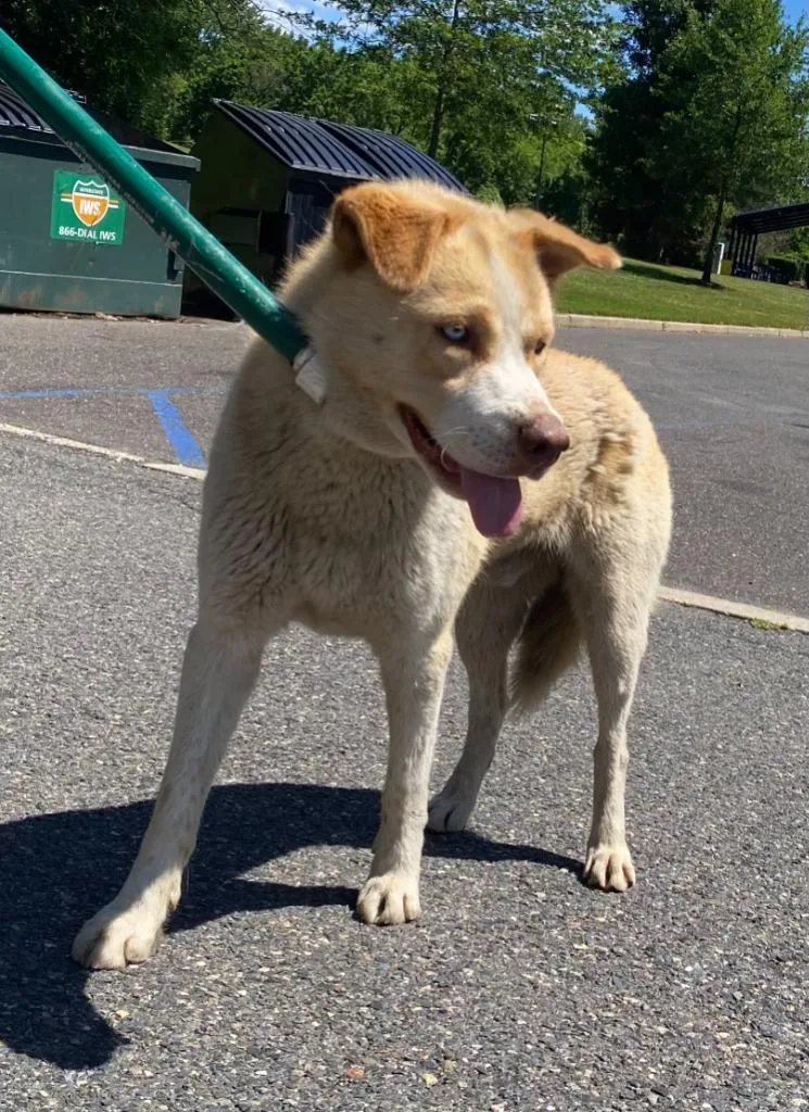 An adult large-sized male Husky dog named Pacer for adoption in Ewing, NJ