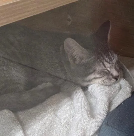 A young small-sized male Gray / Blue / Silver Domestic Short Hair cat named Hall for adoption in North Myrtle Beach, SC
