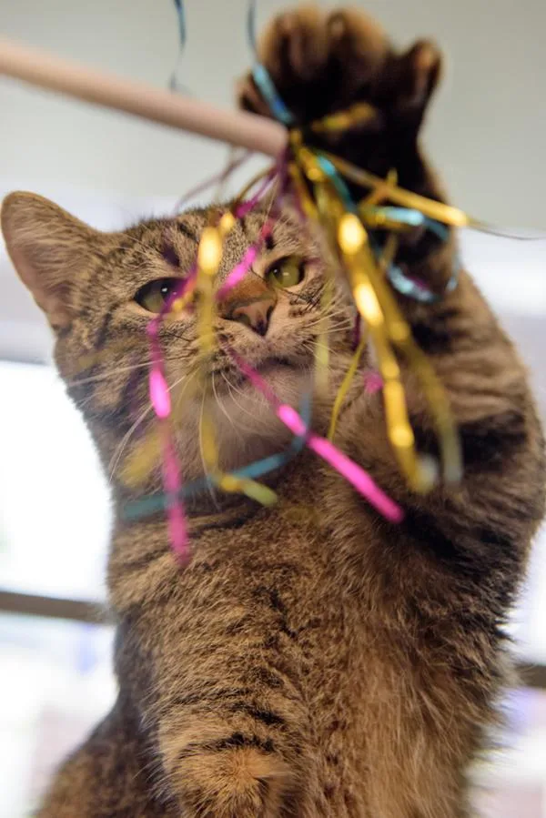 A senior medium-sized male Domestic Short Hair cat named Franklin for adoption in Des Moines, IA