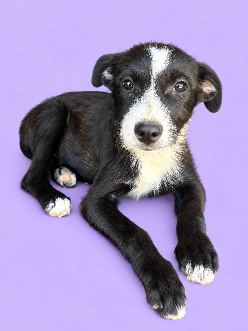 A baby medium-sized female Black Terrier dog named Rain for adoption in Seale, AL