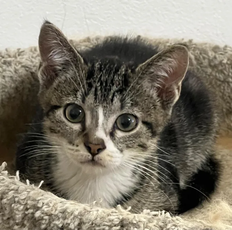 A baby medium-sized male Domestic Short Hair cat named Fanta for adoption in Logan, UT