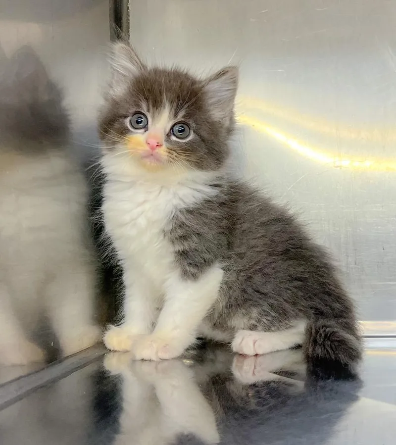 A baby medium-sized male Domestic Medium Hair cat named Brody for adoption in Murray, KY