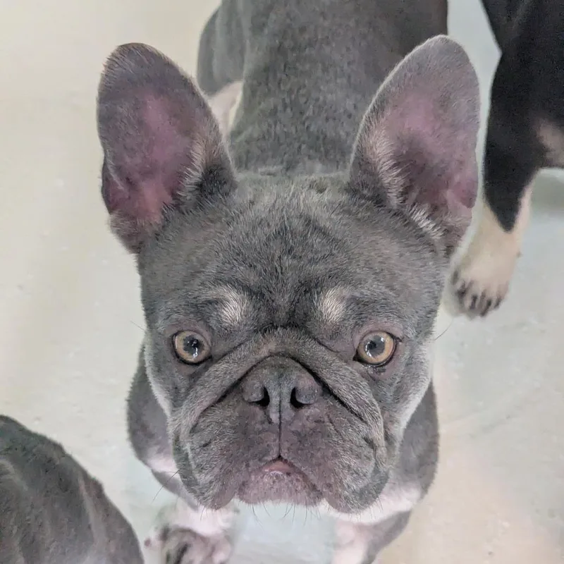 An adult small-sized female French Bulldog dog named Bellota for adoption in LOXAHATCHEE, FL