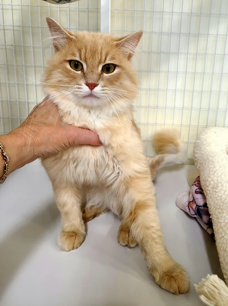 Cheddar