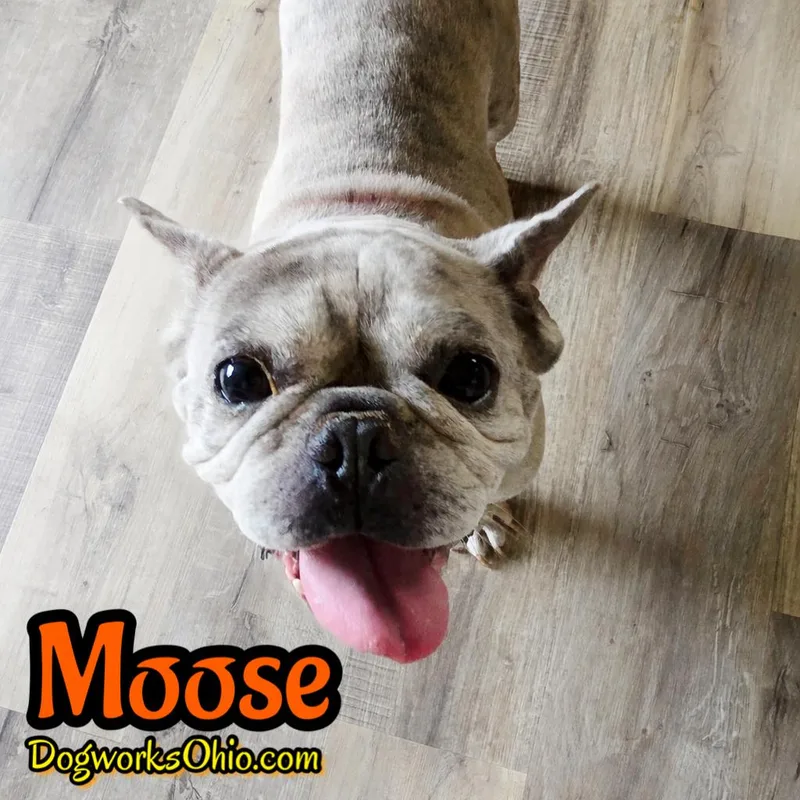 An adult medium-sized male Merle (Blue) French Bulldog dog named Moose for adoption in Toledo, OH
