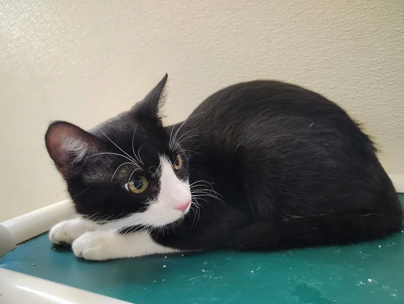 A baby small-sized male Domestic Short Hair cat named Figaro for adoption in Mena, AR