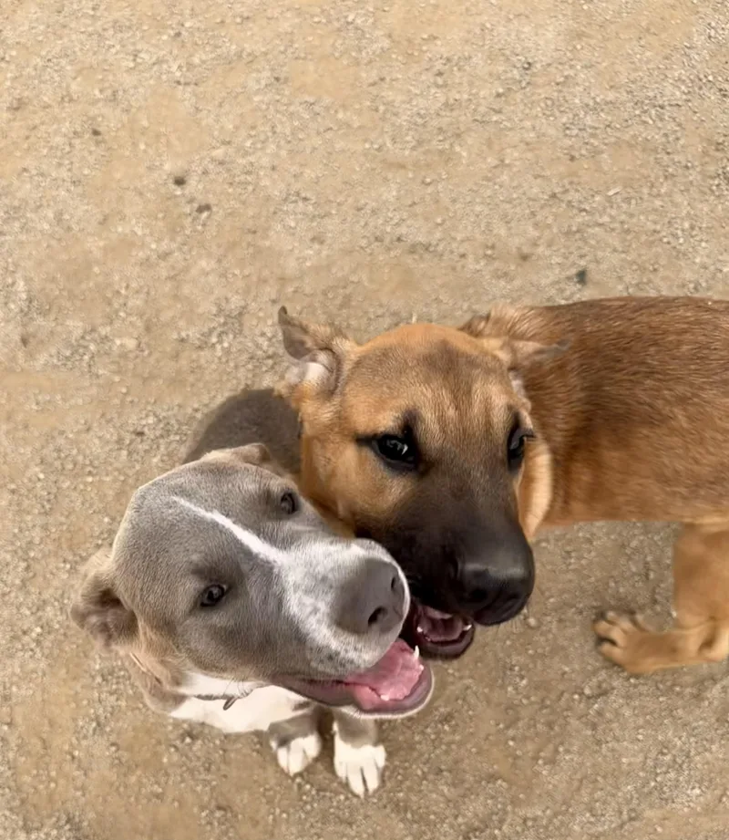A baby medium-sized female American Staffordshire Terrier dog named Maggie for adoption in Norco, CA