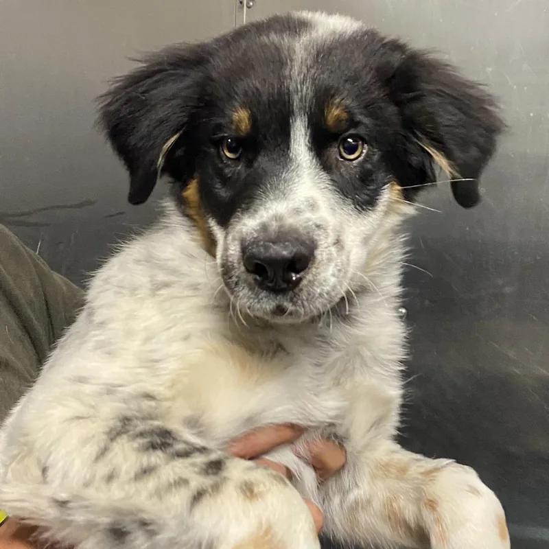 A baby medium-sized male Australian Cattle Dog / Blue Heeler dog named Spike for adoption in Pagosa Springs, CO