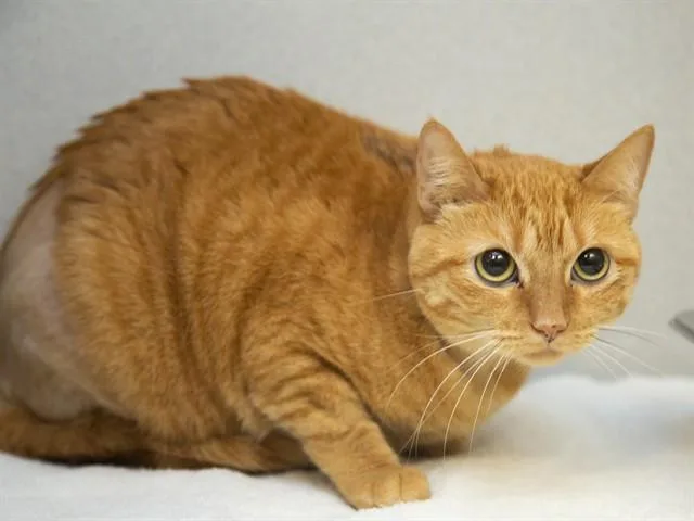 A young small-sized female Domestic Short Hair cat named Tati for adoption in Phoenix, AZ