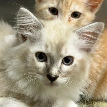 A baby small-sized female Domestic Short Hair cat named Draven for adoption in Cumming, GA