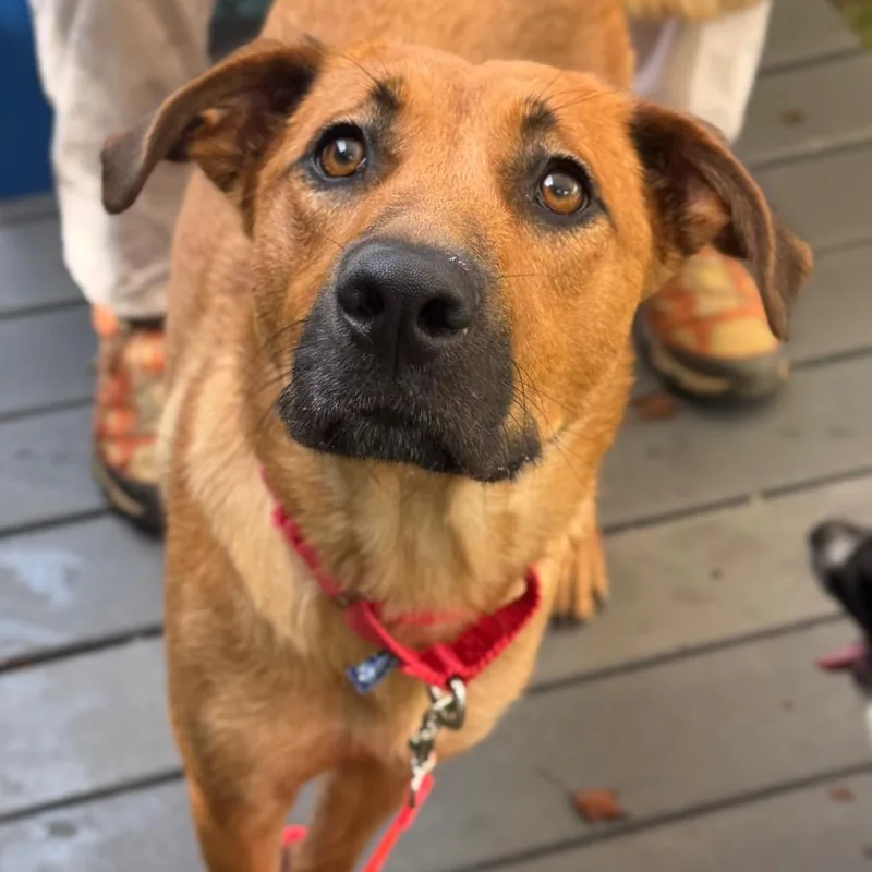 An adult large-sized female Mixed Breed dog named Cupboard for adoption in Asheville, NC