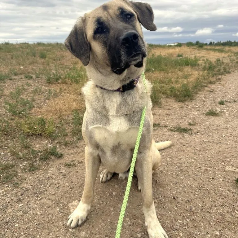 An adult extra large-sized male Apricot / Beige Anatolian Shepherd dog named Ace for adoption in Cheyenne, WY
