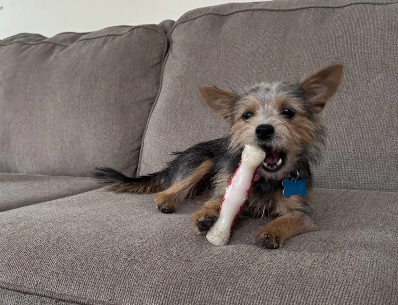 A young small-sized female Terrier dog named Arizona for adoption in Plainfield, IL