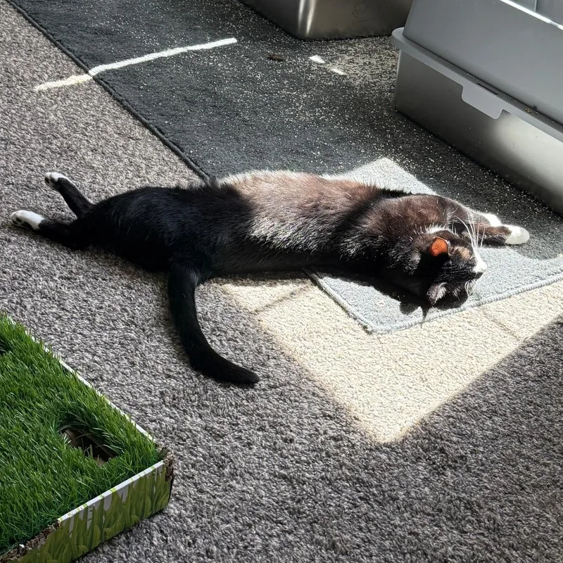 An adult large-sized female Black Domestic Short Hair cat named Frankie for adoption in Reno, NV