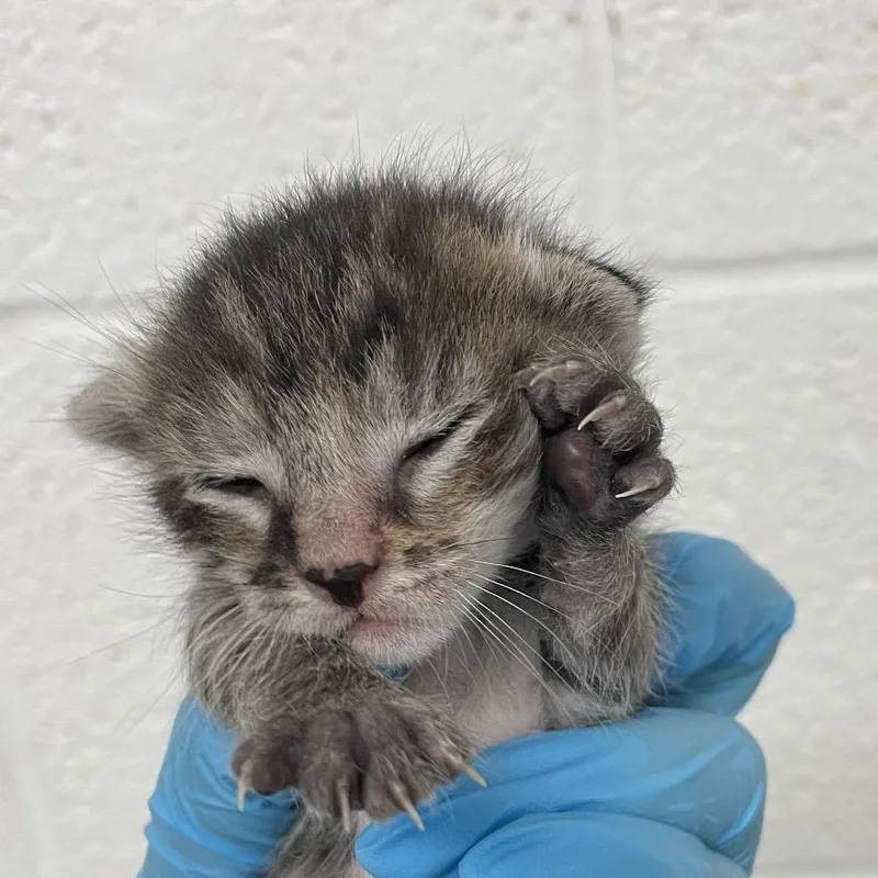 A baby small-sized female Domestic Short Hair cat named Mini for adoption in Edinburg, TX