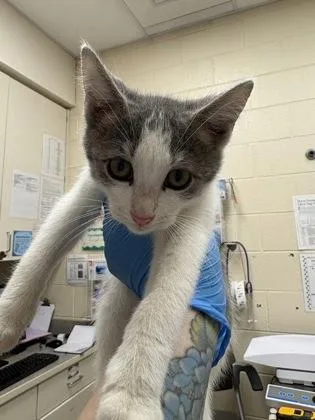 A baby small-sized male Domestic Medium Hair cat named Noodle for adoption in Westland, MI