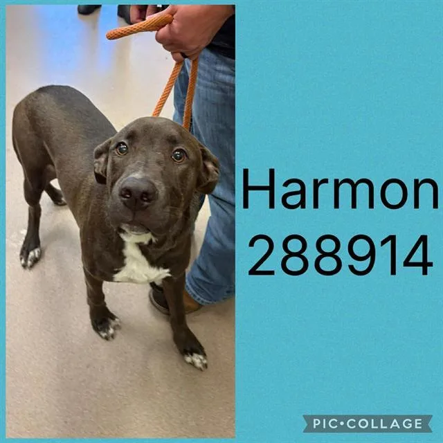 A young large-sized male Mixed Breed dog named Harmon for adoption in Macon, GA